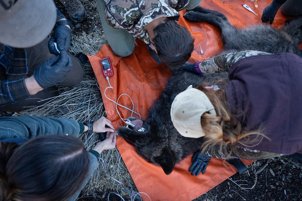 CDFW staff process a wolf